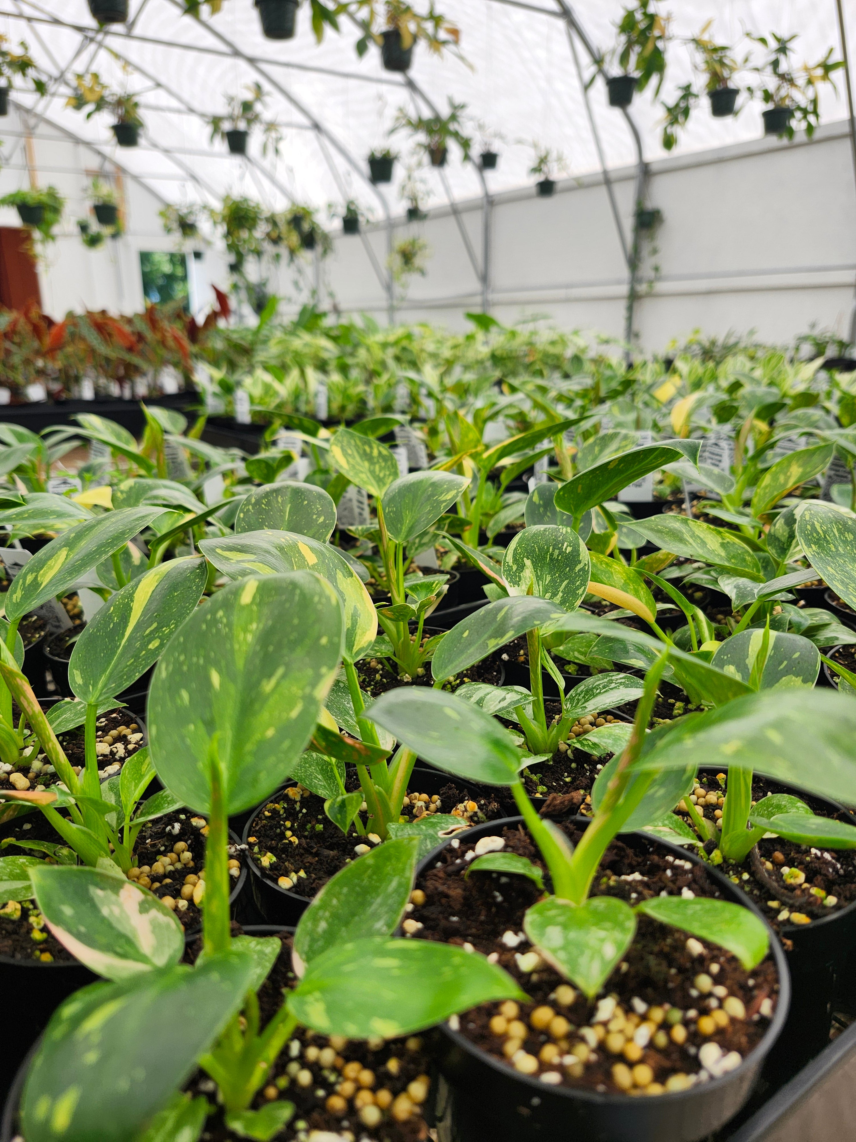 Orange Lake Nursery Philodendron Congo - Thumbnail 3