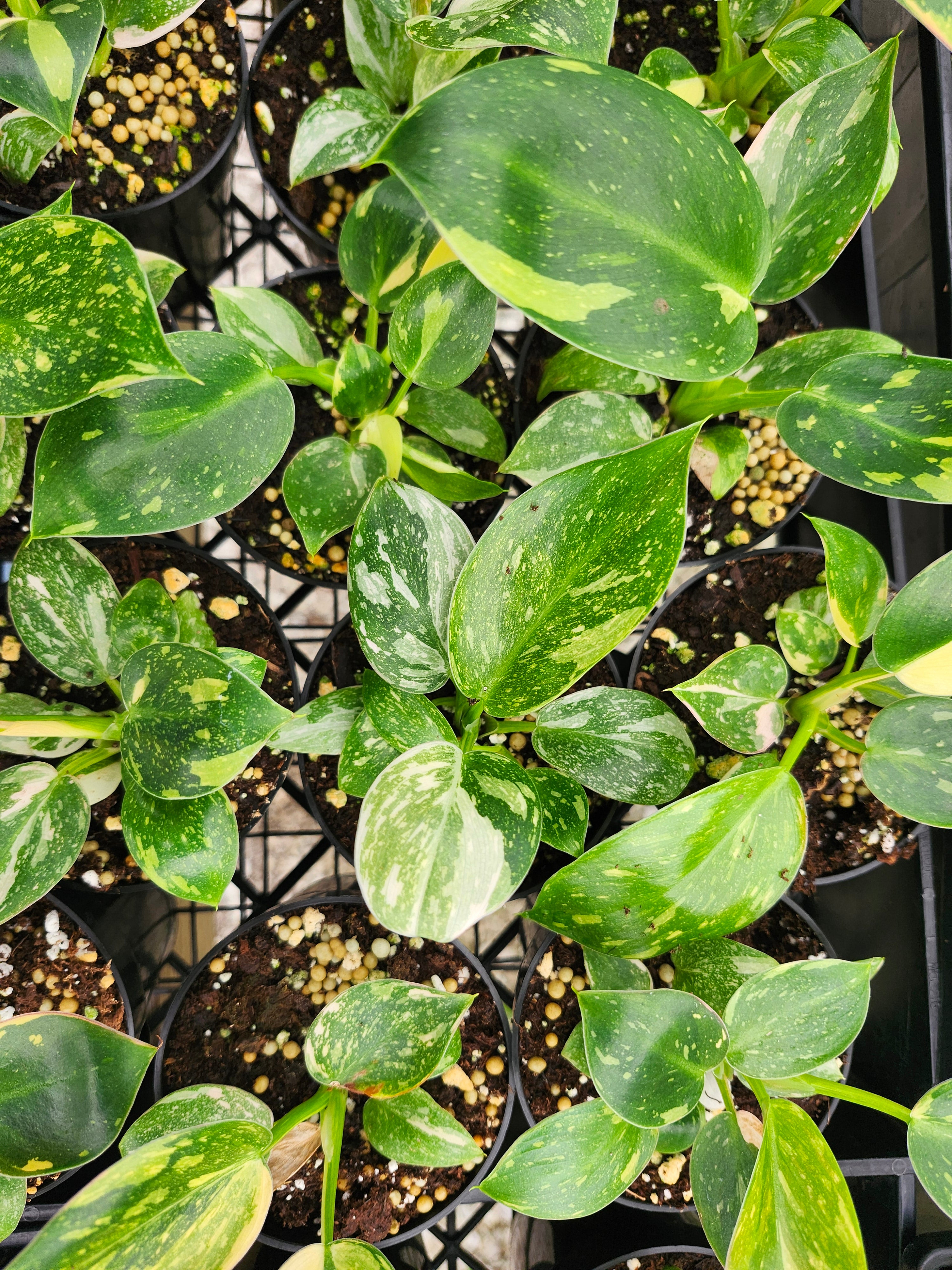 Orange Lake Nursery Philodendron Congo
