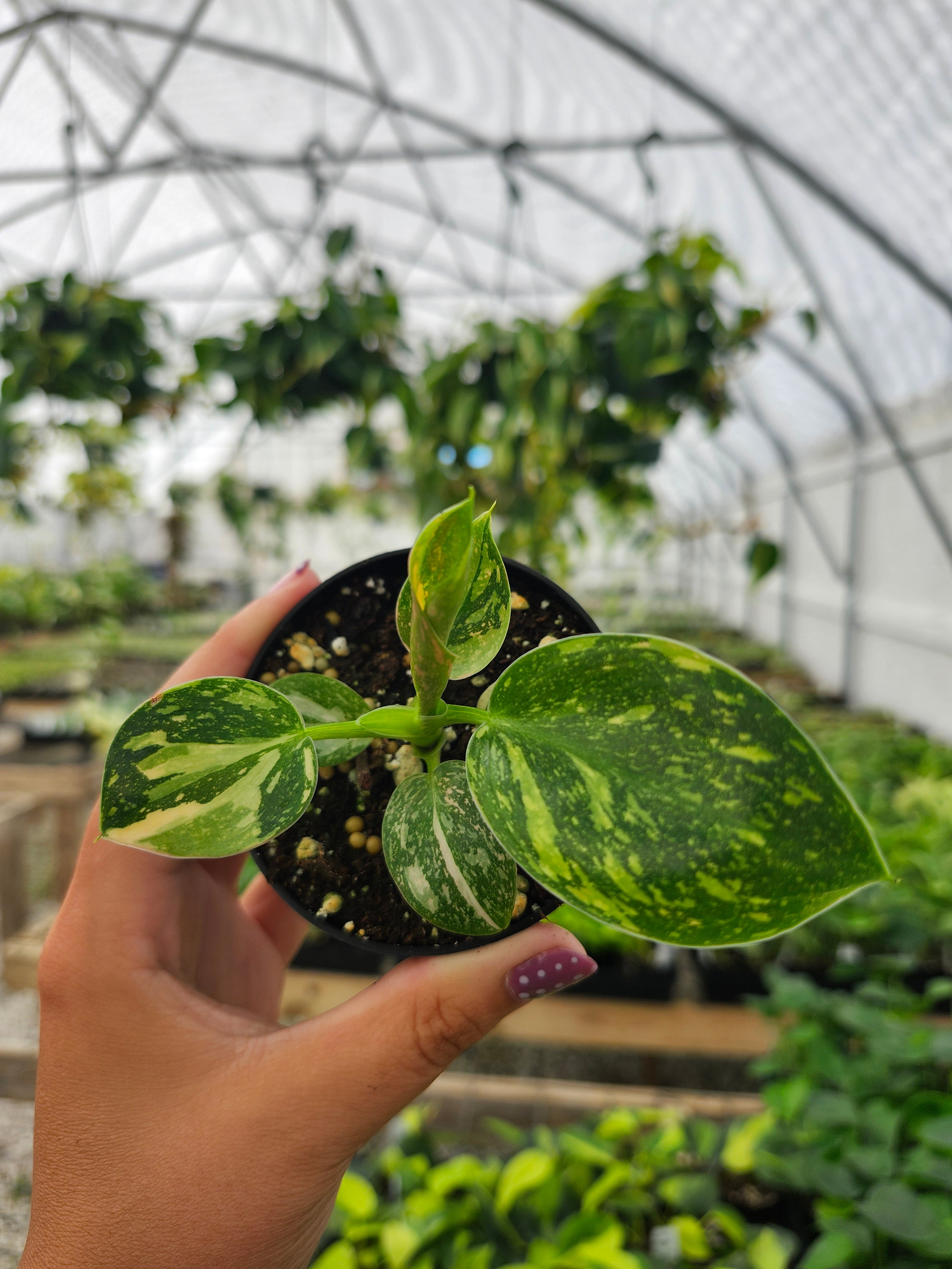 Orange Lake Nursery Philodendron Congo - Thumbnail 2