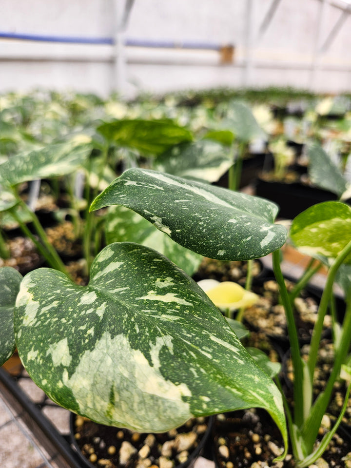 Monstera Thai Constellation (3in)- Growers Choice