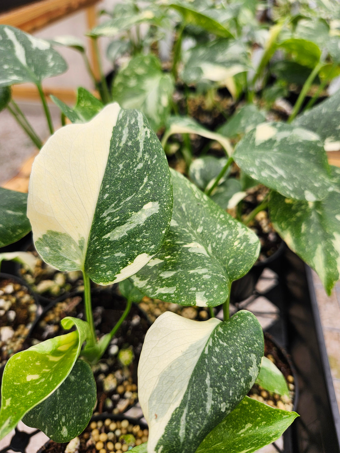 Monstera Thai Constellation (3in)- Growers Choice