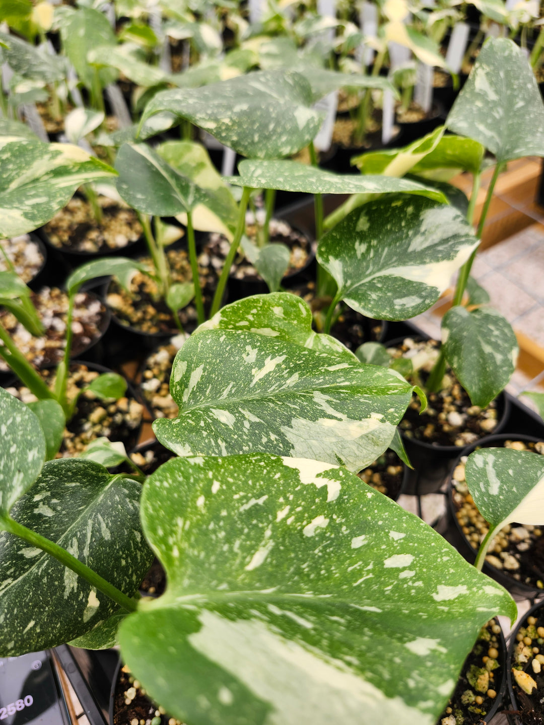 Monstera Thai Constellation (3in)- Growers Choice