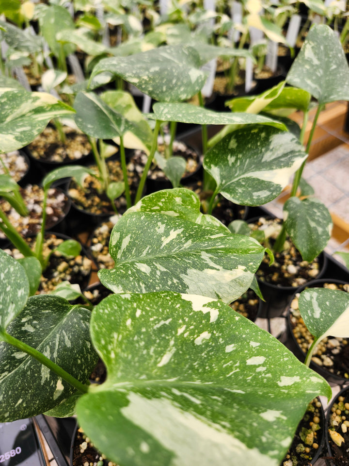 Monstera Thai Constellation (3in)- Growers Choice
