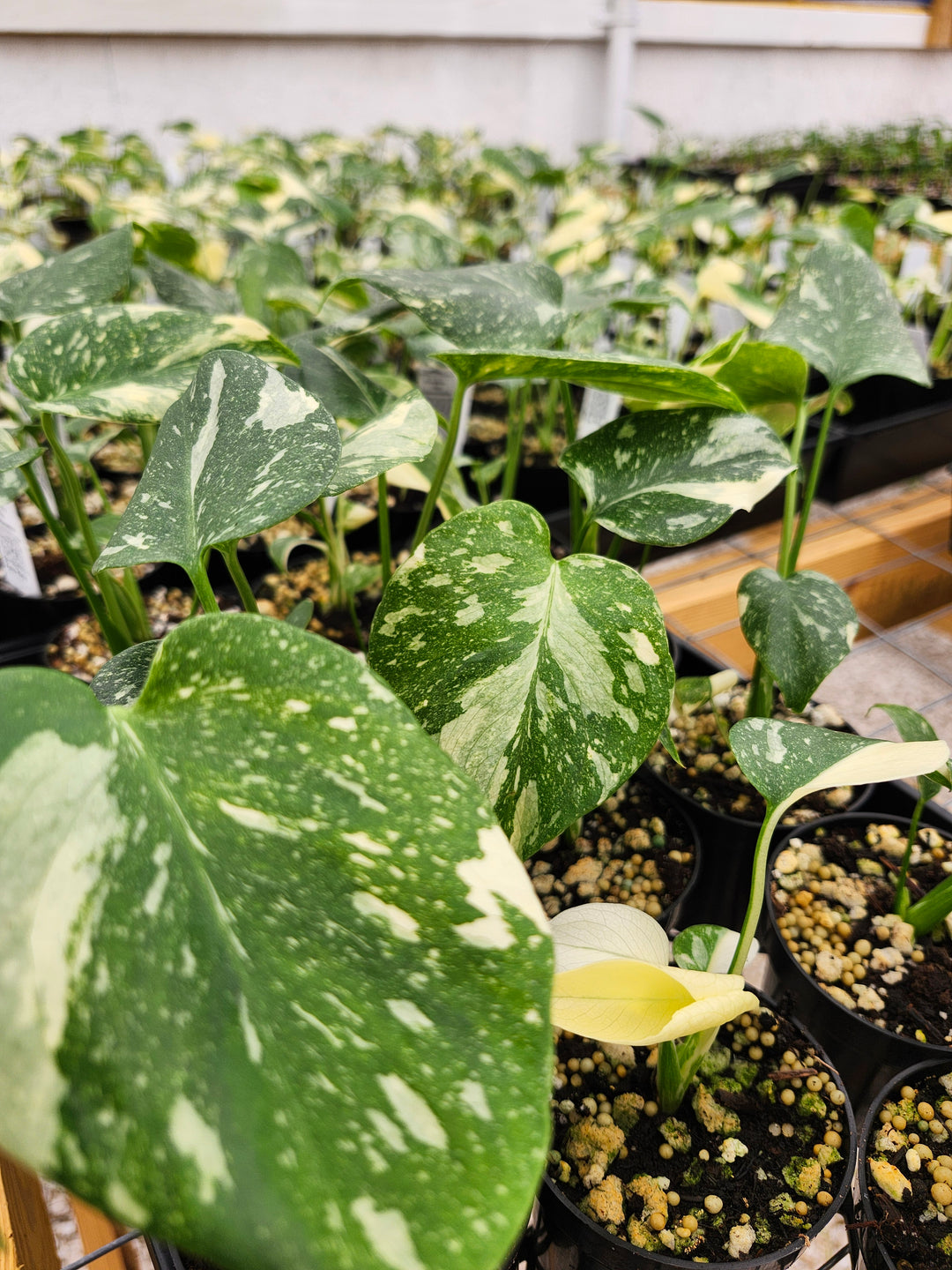 Monstera Thai Constellation (3in)- Growers Choice