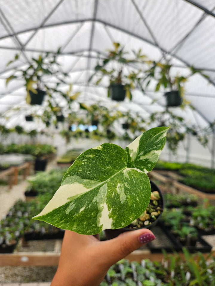 Monstera Thai Constellation (3in)- Growers Choice