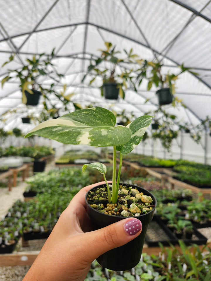 Monstera Thai Constellation (3in)- Growers Choice
