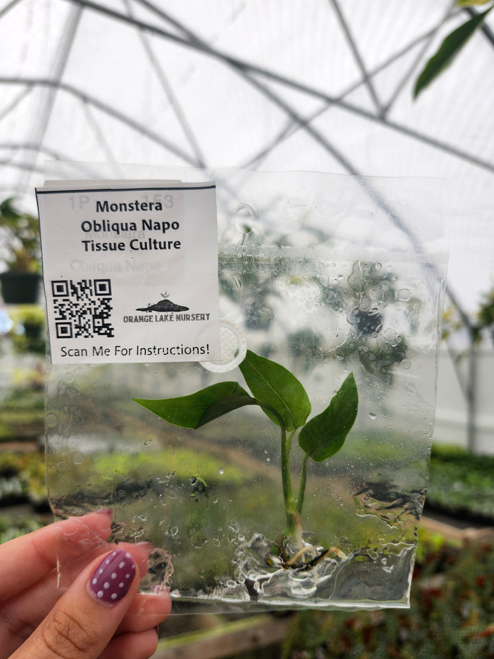 Monstera Obliqua Napo Tissue Culture