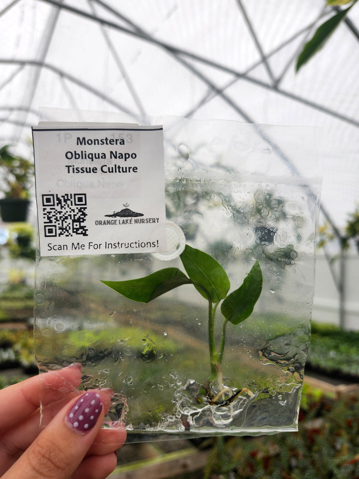 Monstera Obliqua Napo Tissue Culture