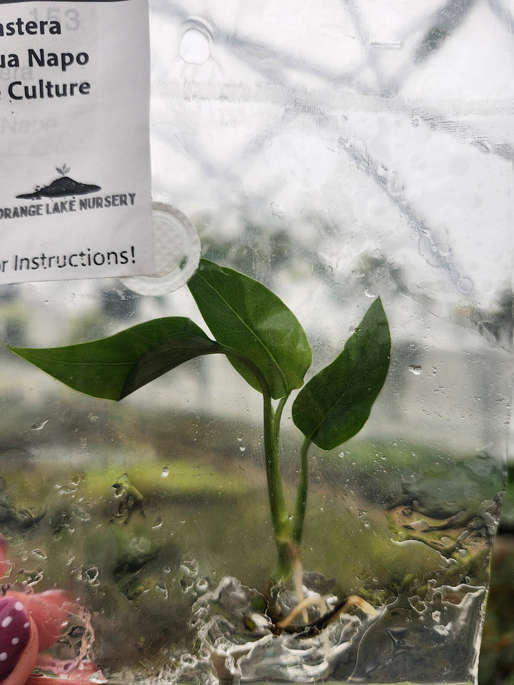 Monstera Obliqua Napo Tissue Culture