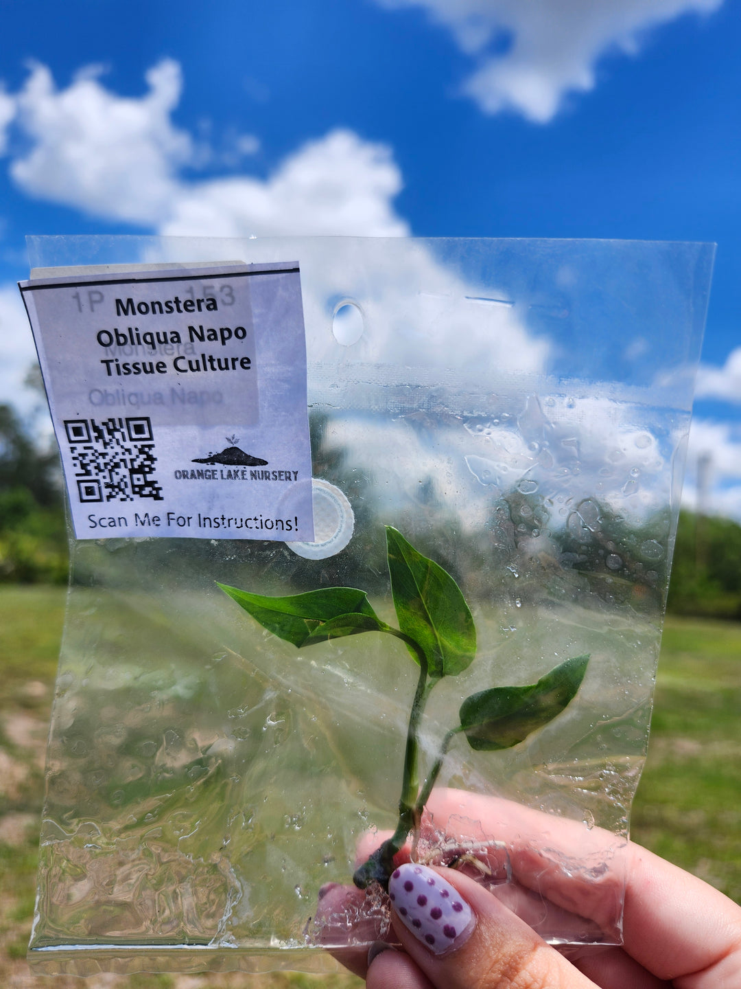 Monstera Obliqua Napo Tissue Culture