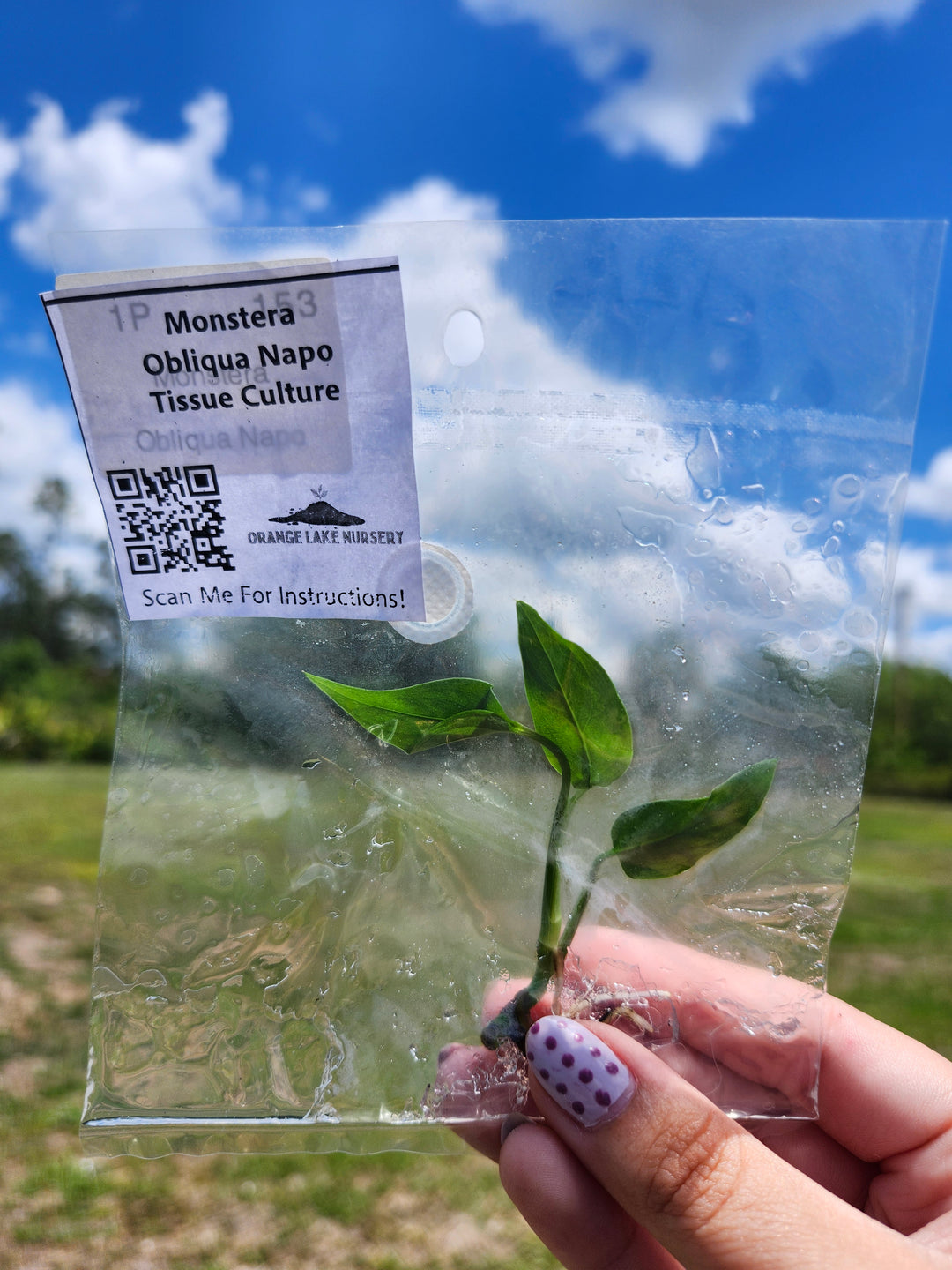 Monstera Obliqua Napo Tissue Culture