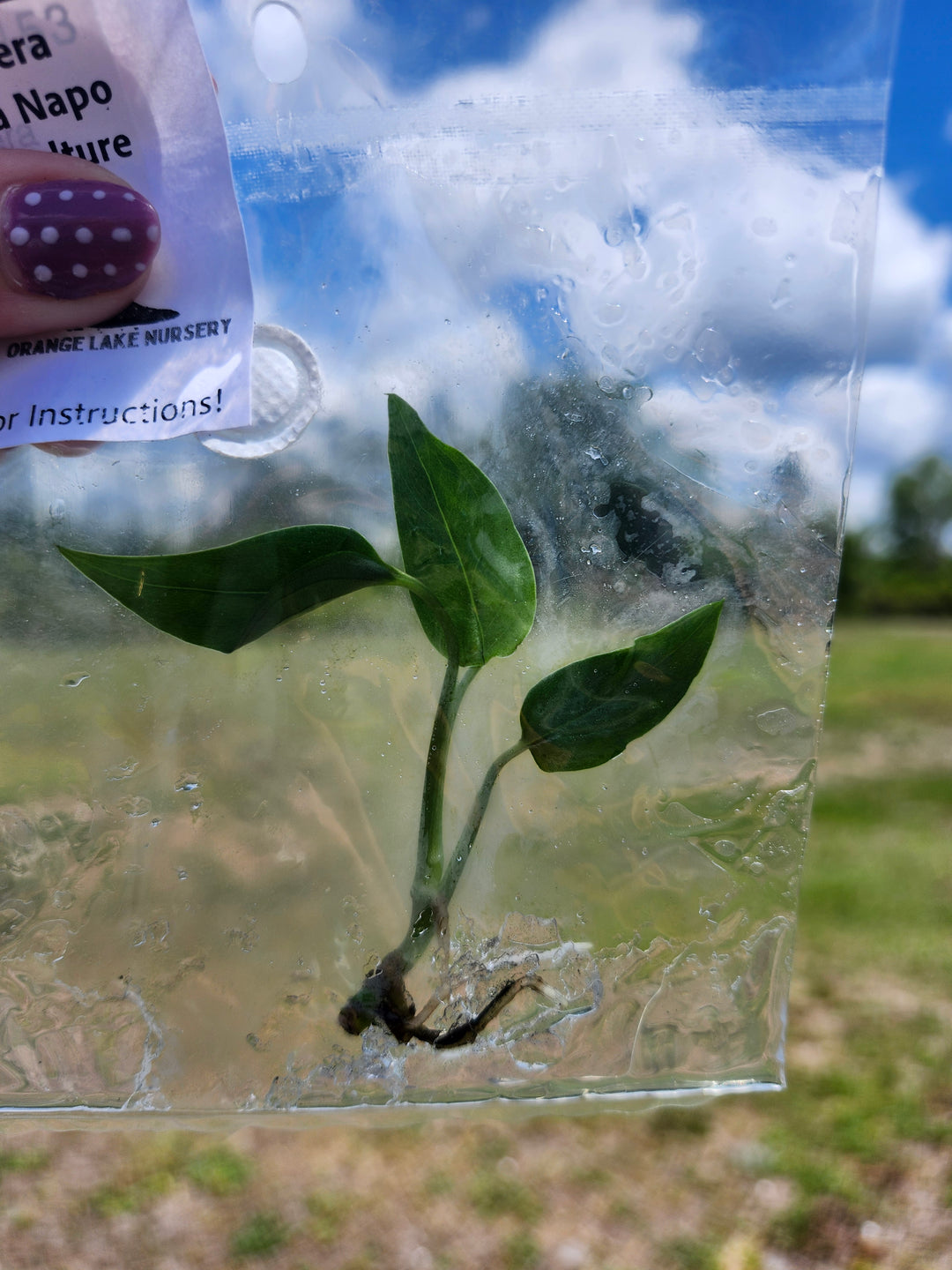 Monstera Obliqua Napo Tissue Culture