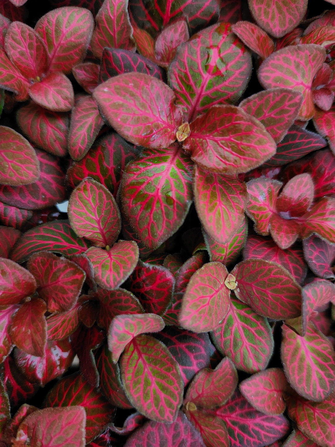 Red Flame Fittonia