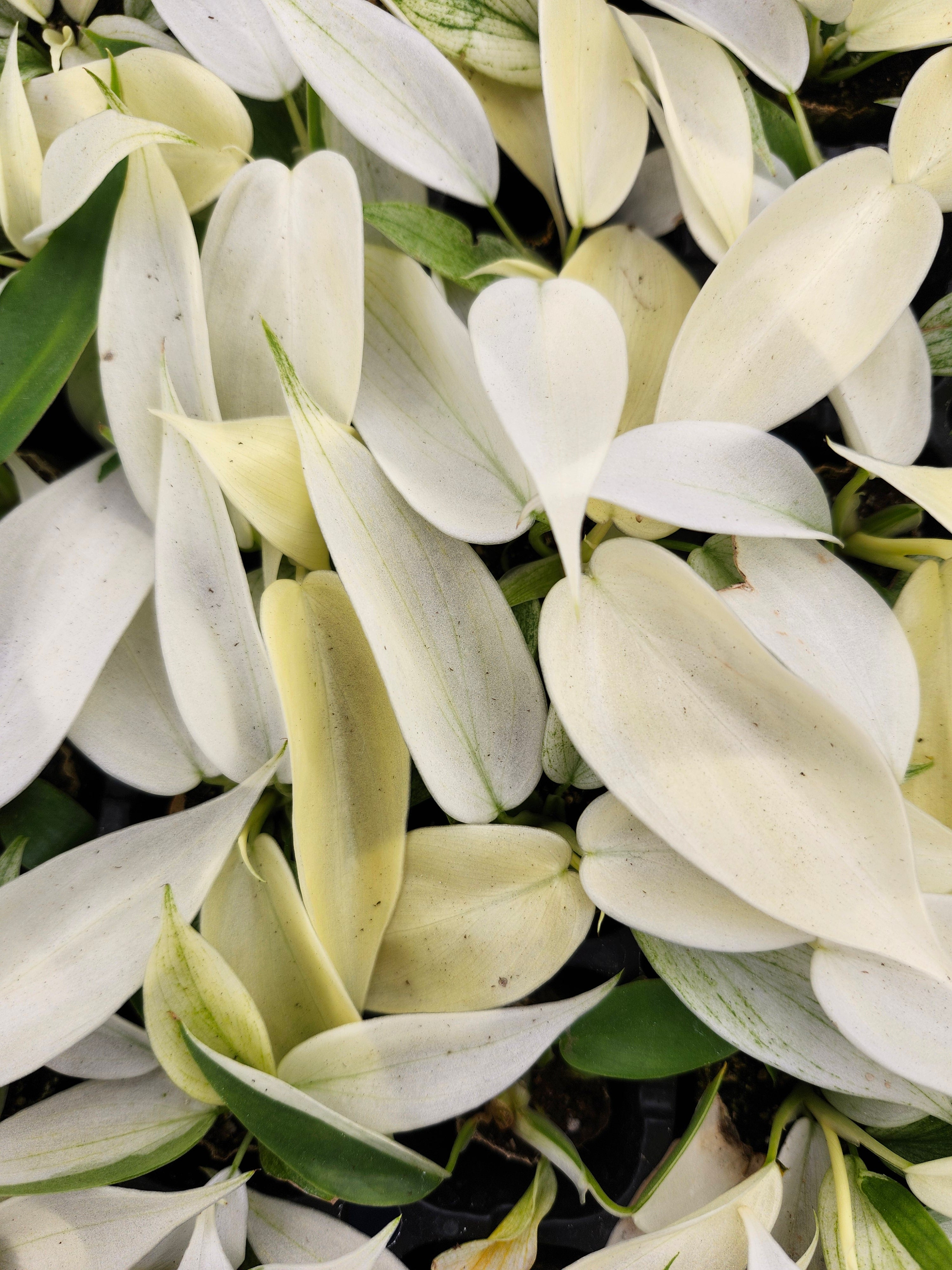 Orange Lake Nursery Philodendron Florida Ghost