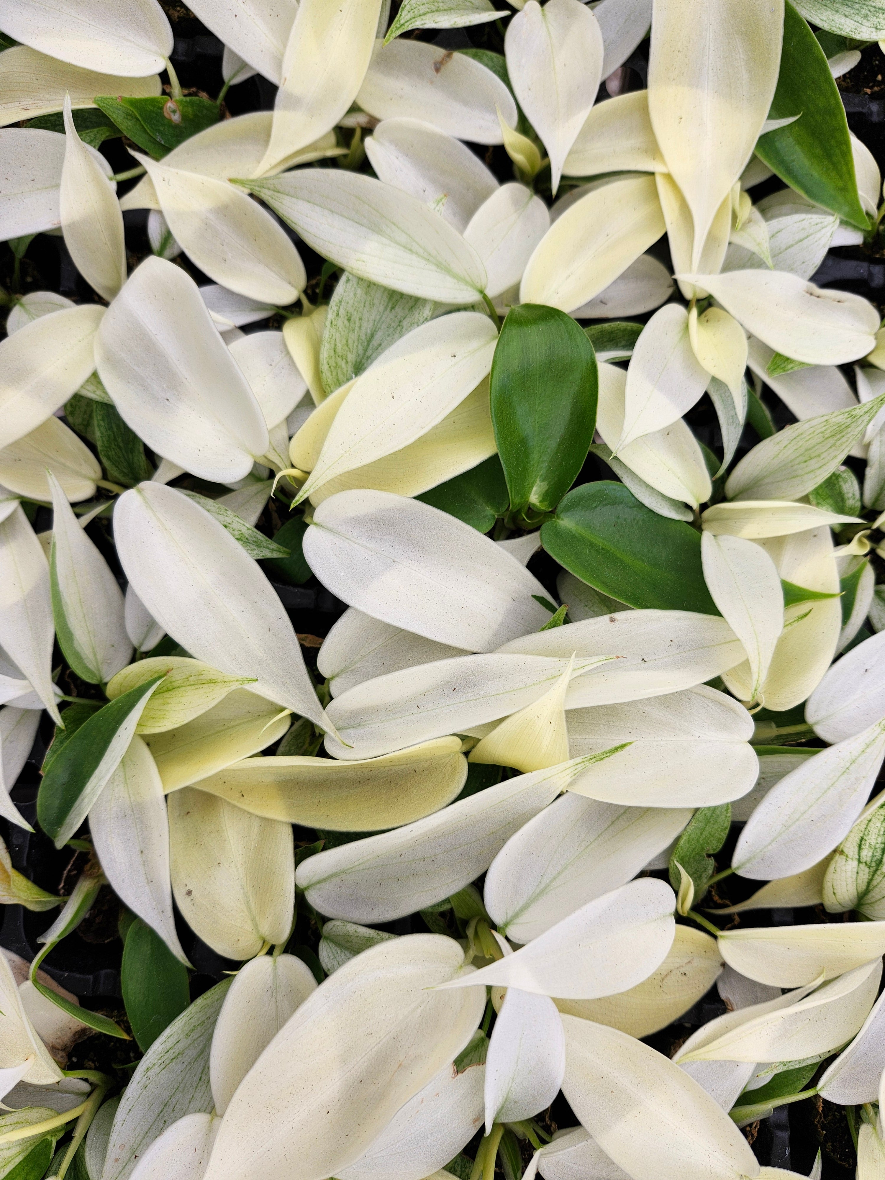 Orange Lake Nursery Philodendron Florida Ghost - Thumbnail 2