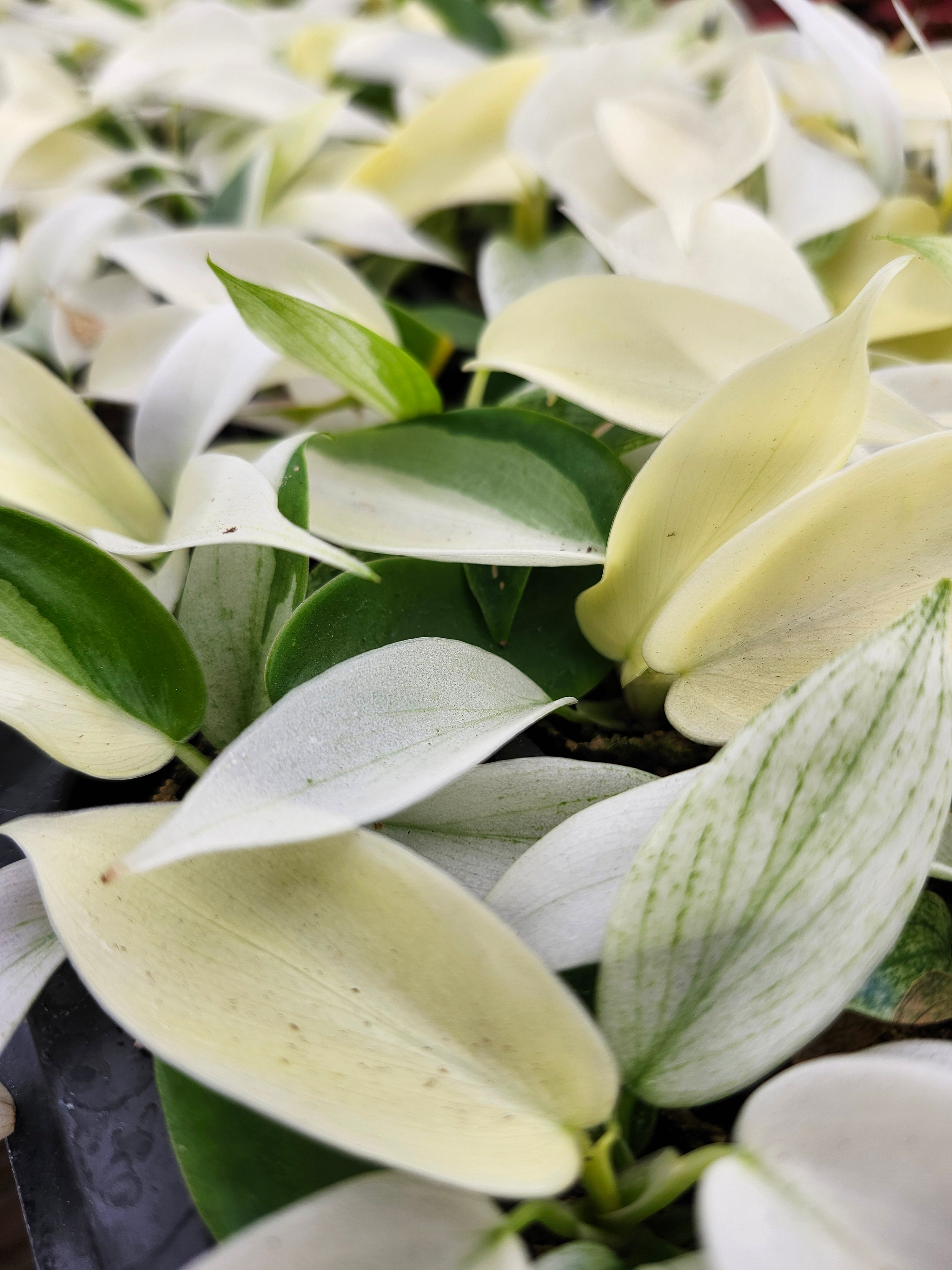 Orange Lake Nursery Philodendron Florida Ghost - Thumbnail 4