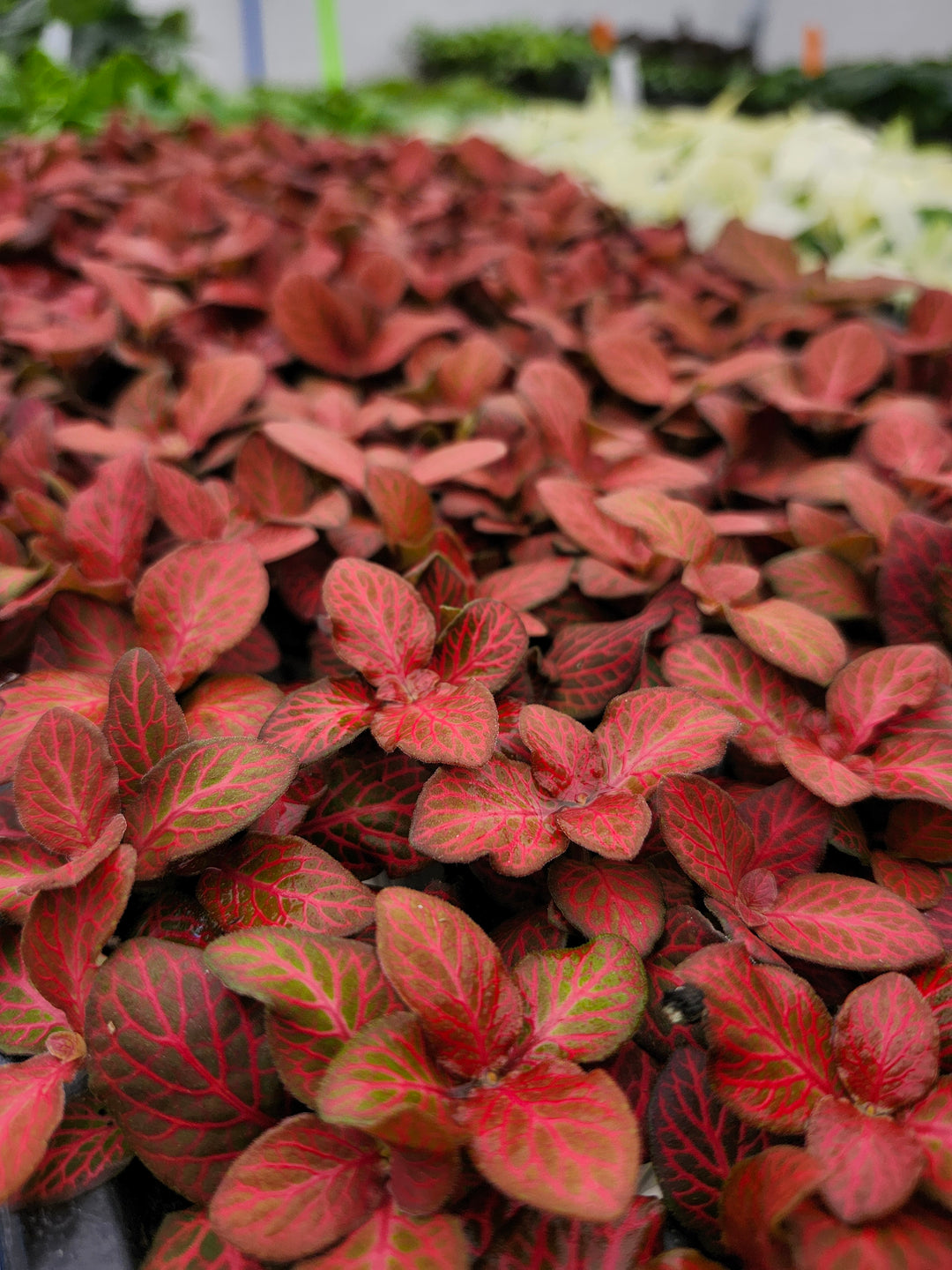 Red Flame Fittonia
