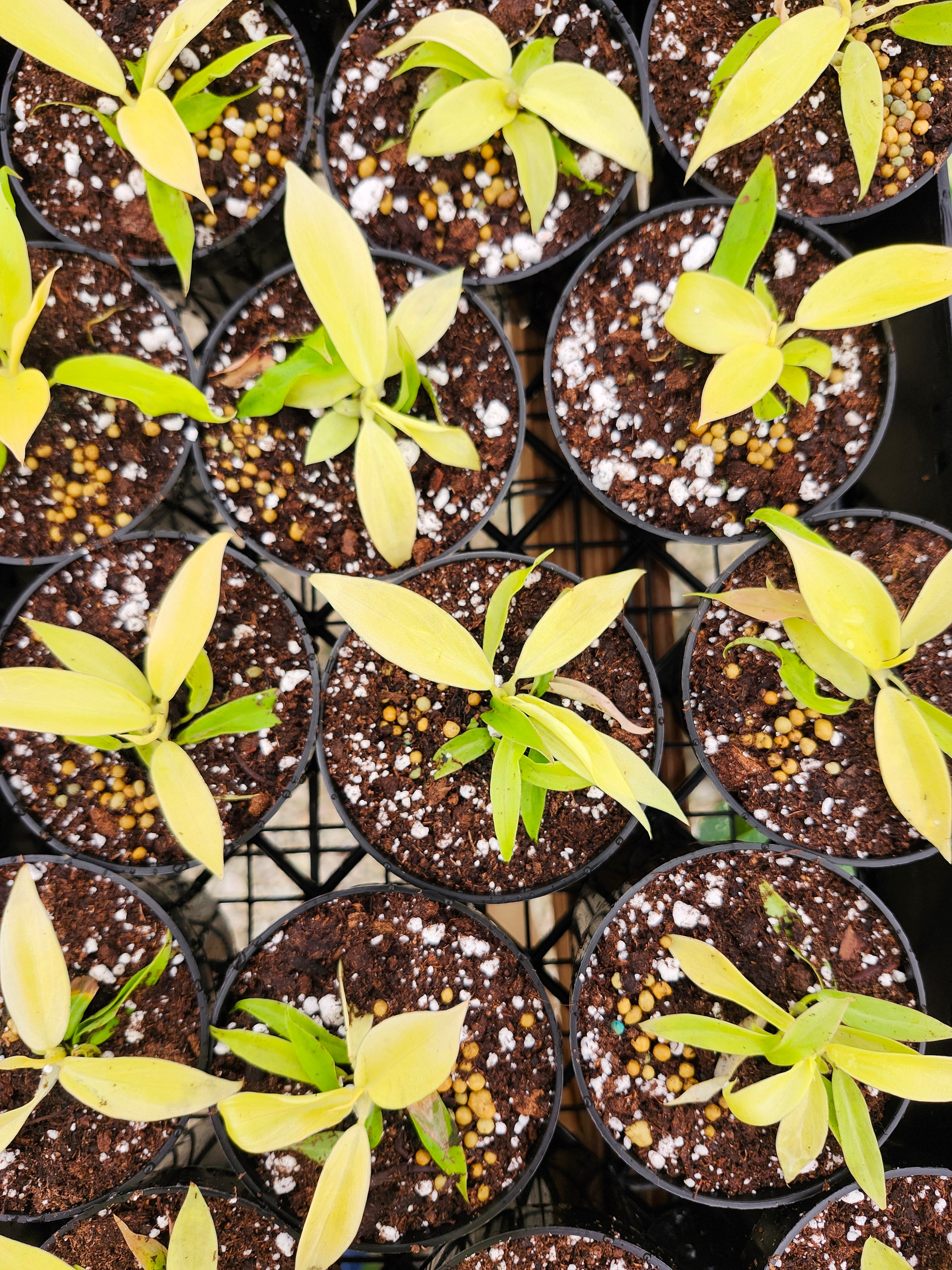 Orange Lake Nursery Philodendron Golden Crocodile - Thumbnail 2