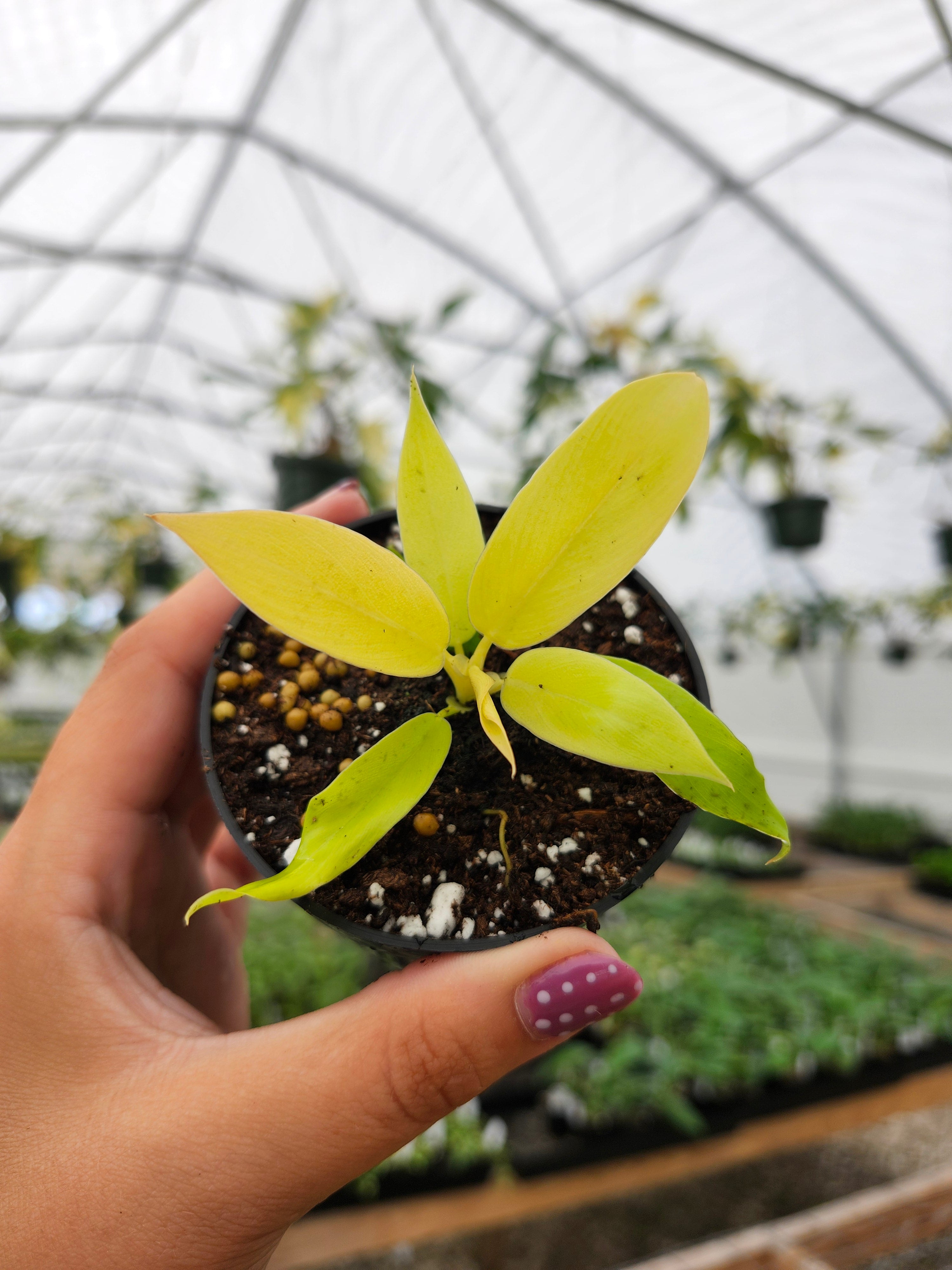 Orange Lake Nursery Philodendron Golden Crocodile