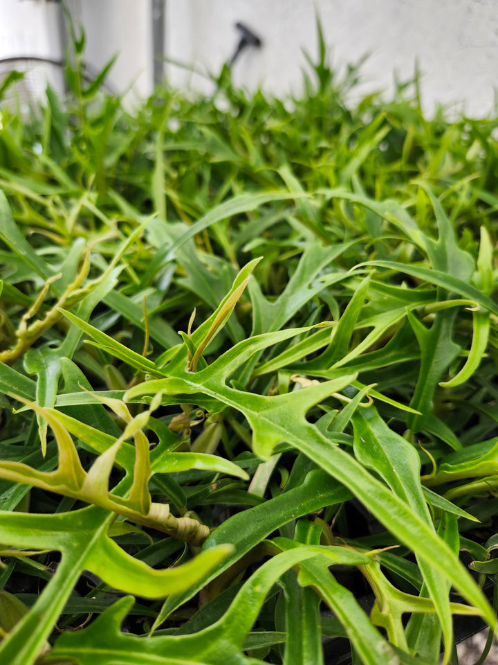 Philodendron Tortum