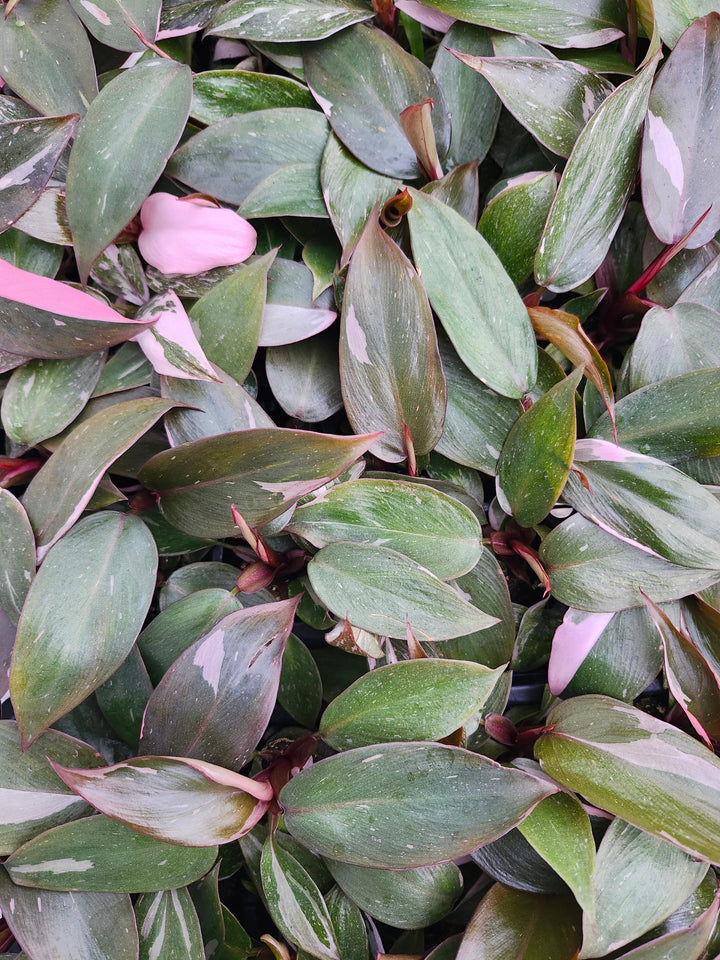 Low Variegated Philodendron Pink Princess Marble - (3in) Growers Choice