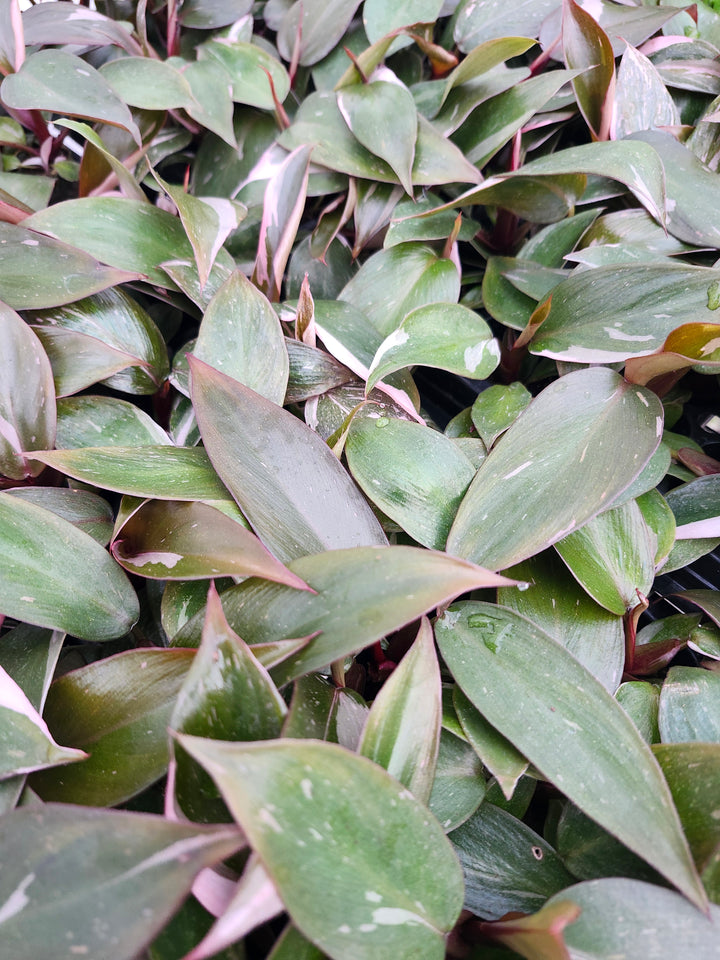Low Variegated Philodendron Pink Princess Marble - (3in) Growers Choice