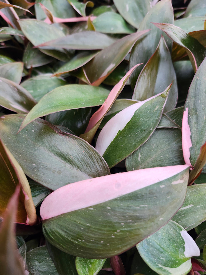 Low Variegated Philodendron Pink Princess Marble - (3in) Growers Choice