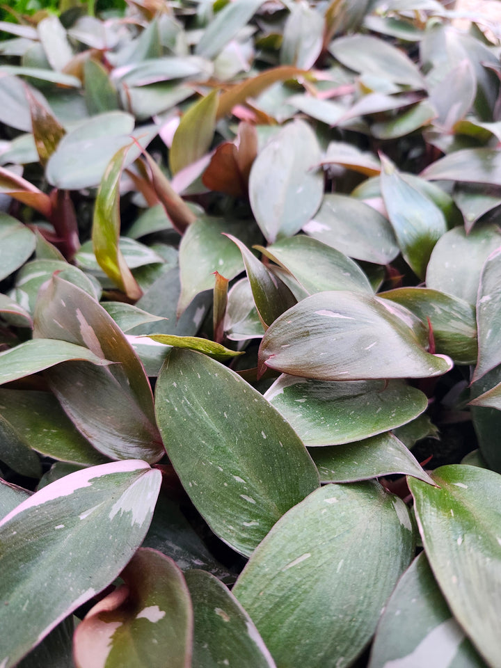 Low Variegated Philodendron Pink Princess Marble - (3in) Growers Choice