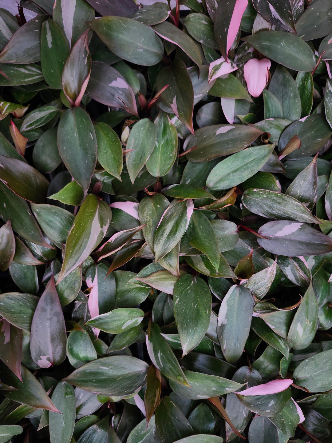 Low Variegated Philodendron Pink Princess Marble - (3in) Growers Choice