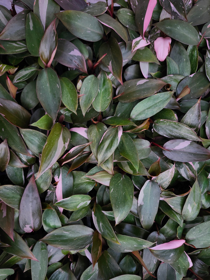 Low Variegated Philodendron Pink Princess Marble - (3in) Growers Choice