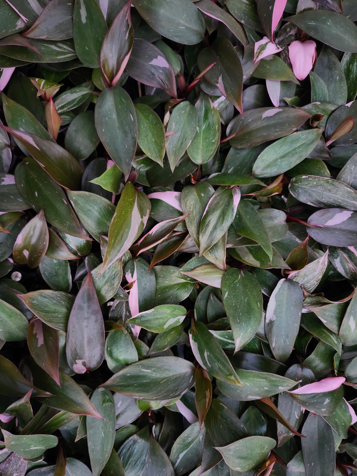 Low Variegated Philodendron Pink Princess Marble - (3in) Growers Choice