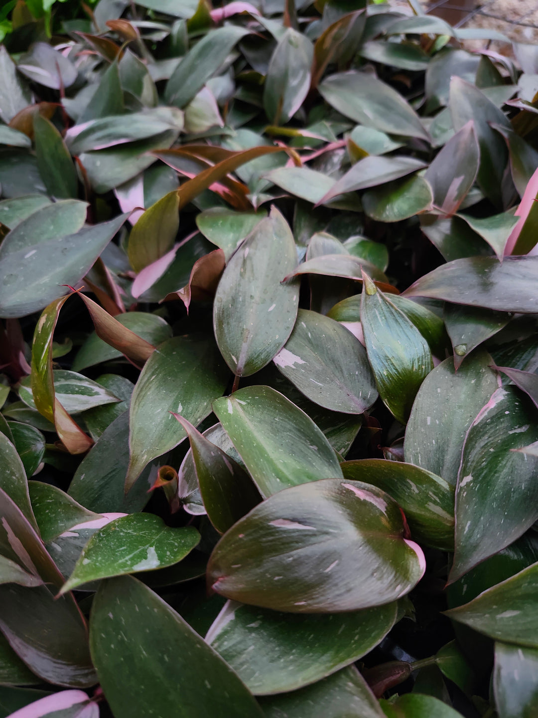 Low Variegated Philodendron Pink Princess Marble - (3in) Growers Choice
