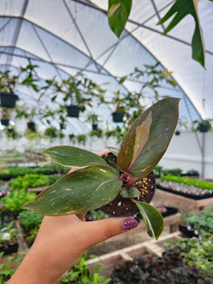 Low Variegated Philodendron Pink Princess Marble - (3in) Growers Choice
