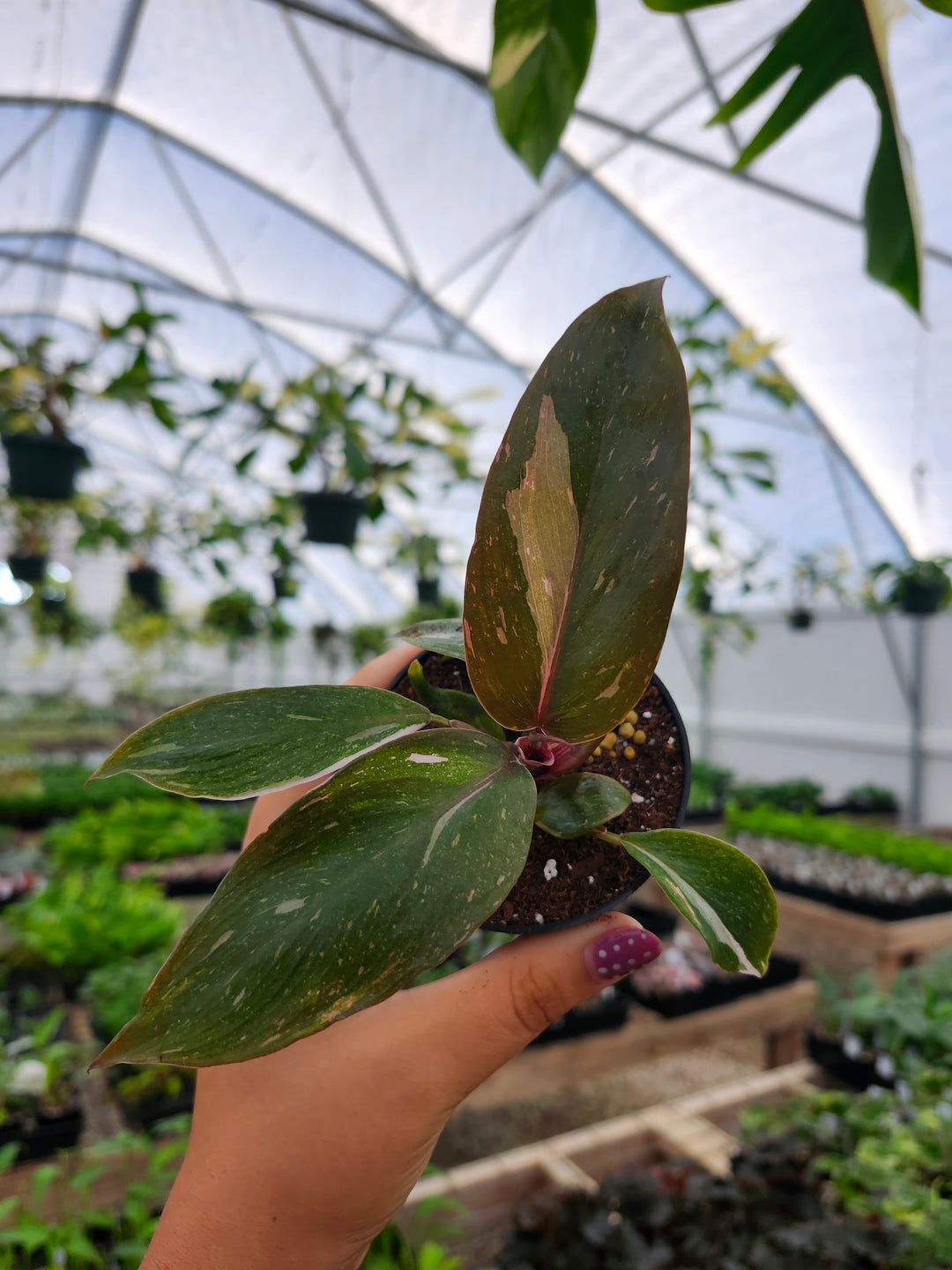Low Variegated Philodendron Pink Princess Marble - (3in) Growers Choice