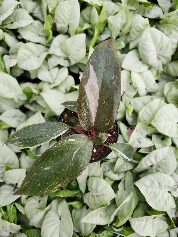 Low Variegated Philodendron Pink Princess Marble - (3in) Growers Choice