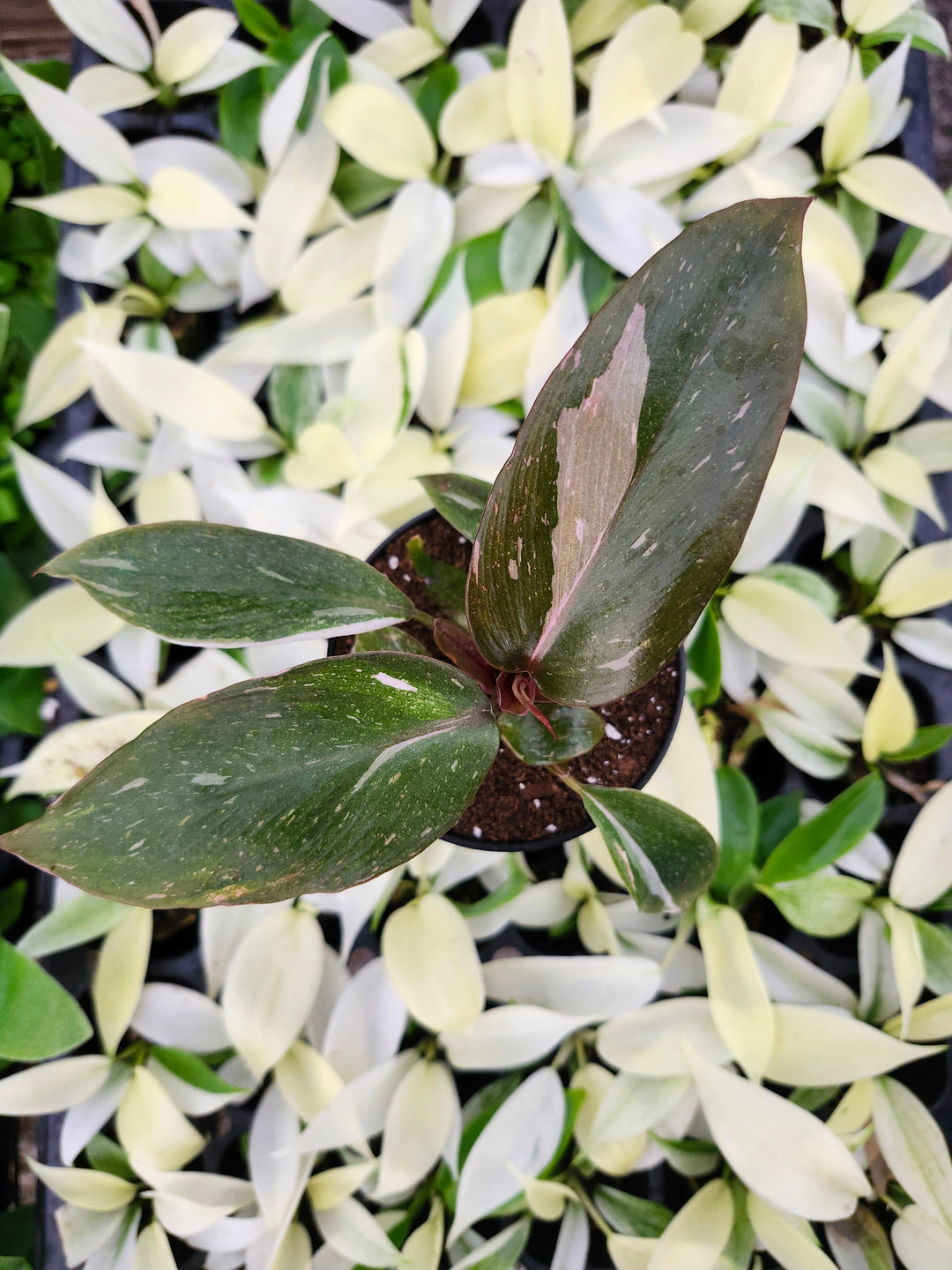 Low Variegated Philodendron Pink Princess Marble - (3in) Growers Choice