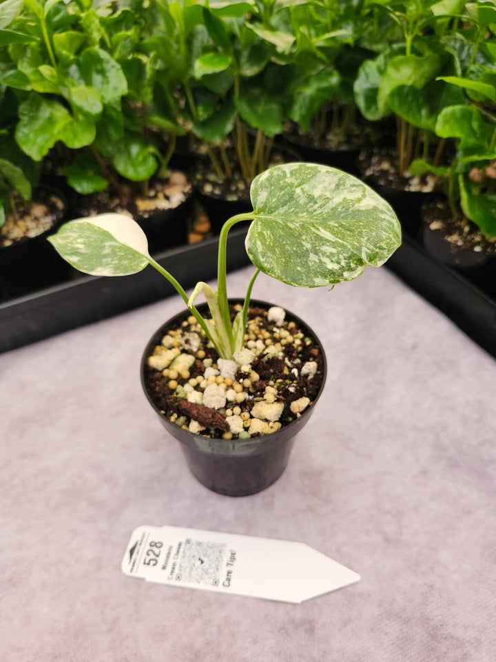 Monstera Cream Cheese (3in)- 528
