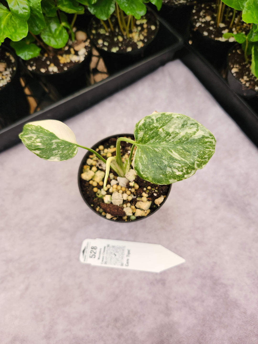 Monstera Cream Cheese (3in)- 528