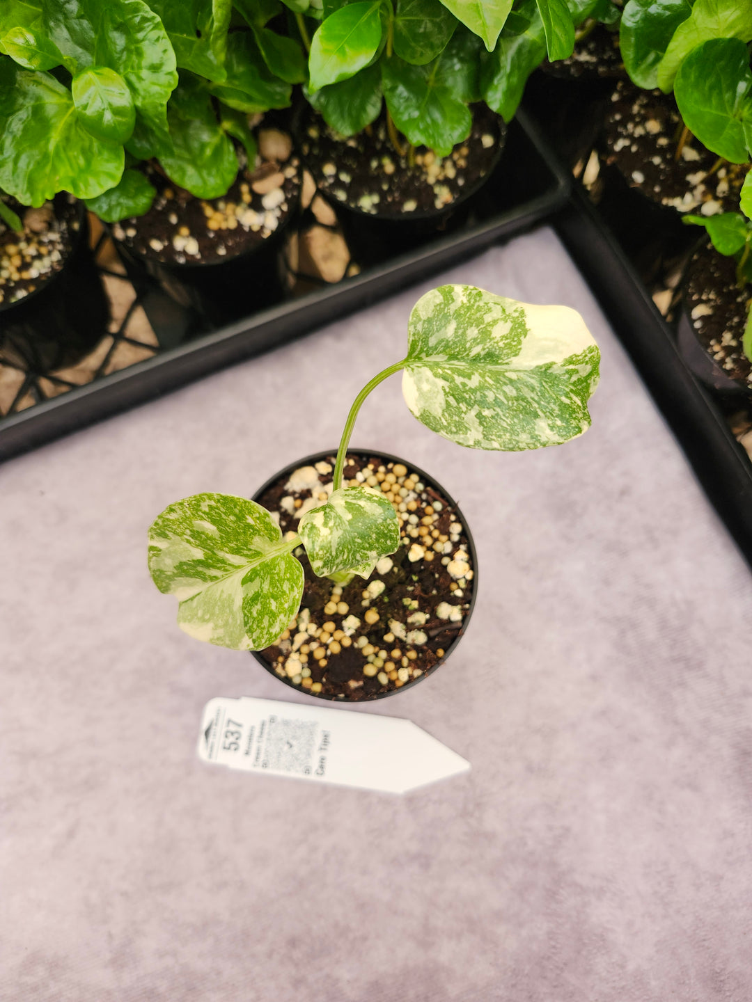Monstera Cream Cheese (3in)- 537