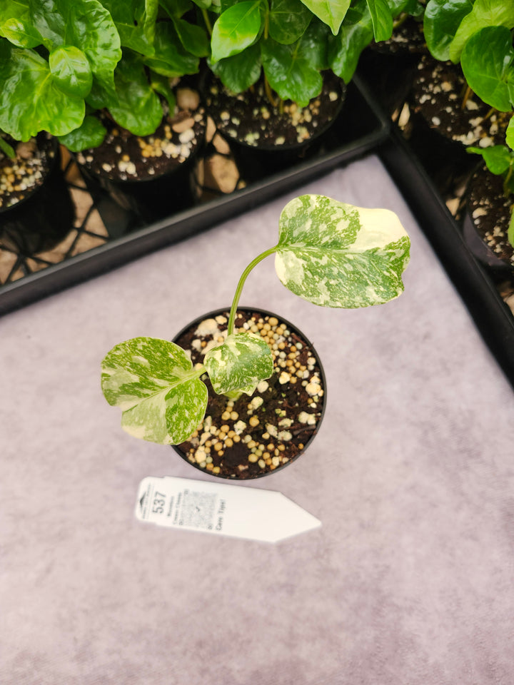 Monstera Cream Cheese (3in)- 537