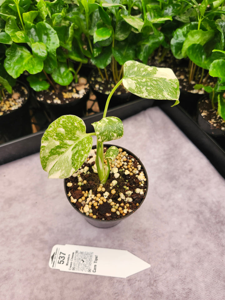 Monstera Cream Cheese (3in)- 537
