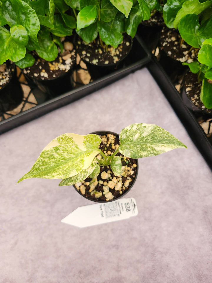 Monstera Cream Cheese (3in)- 538