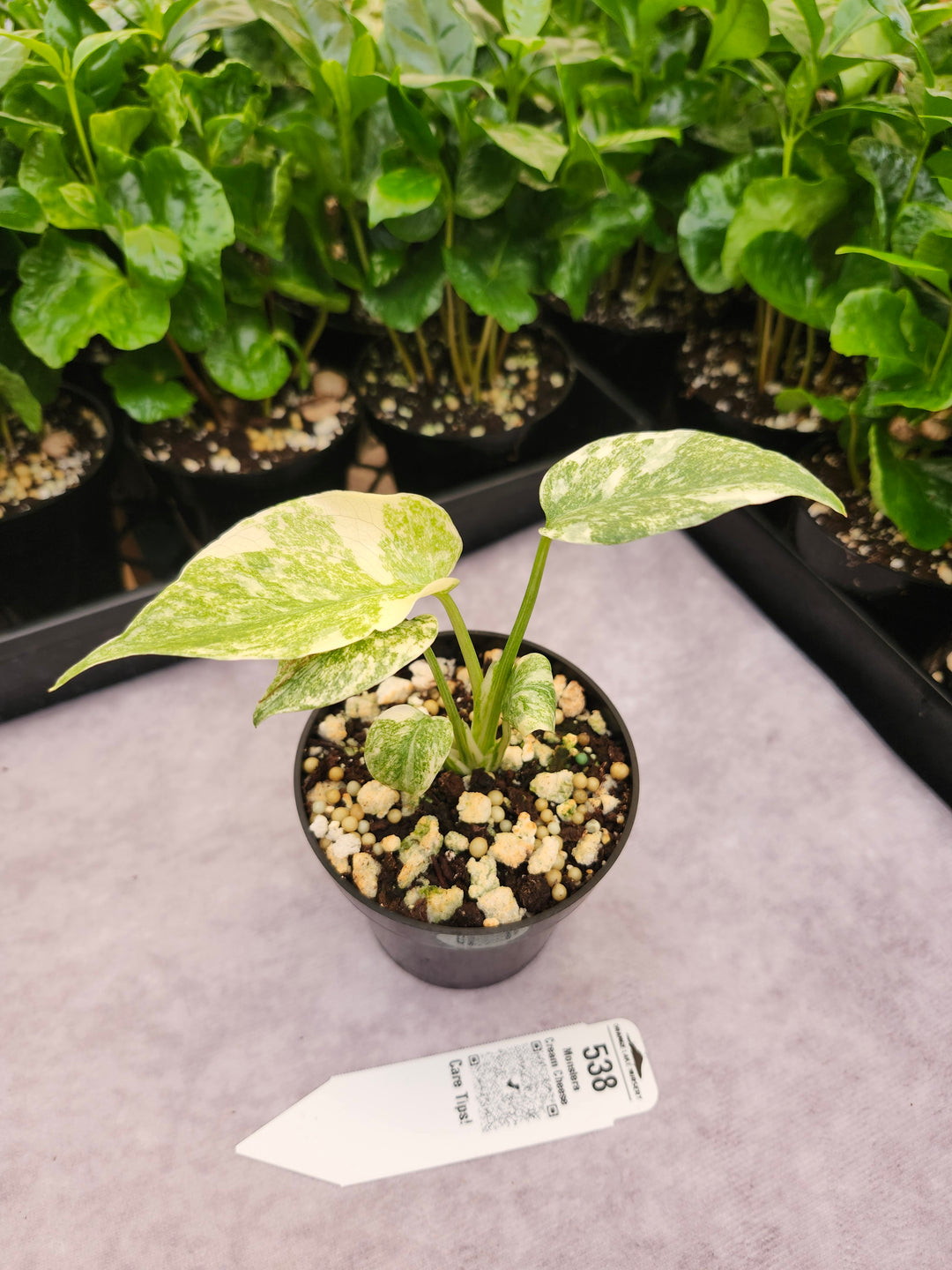 Monstera Cream Cheese (3in)- 538