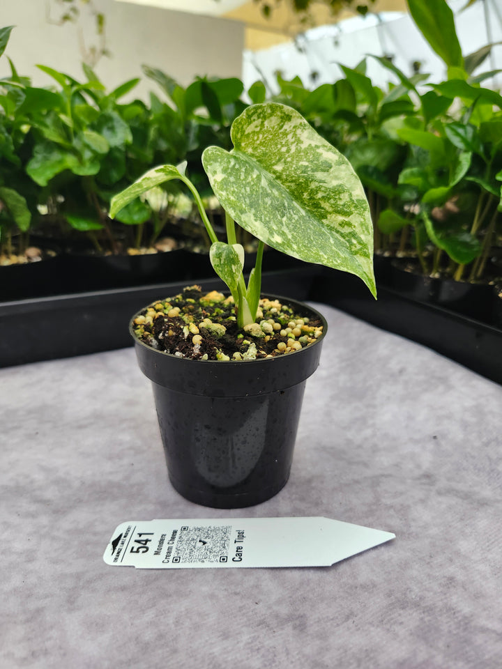 Monstera Cream Cheese (3in)- 541