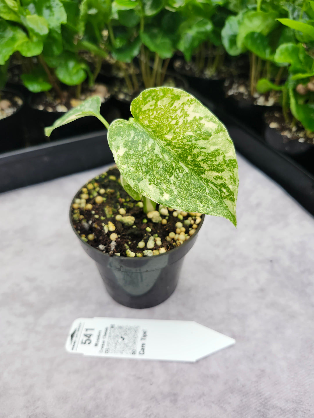 Monstera Cream Cheese (3in)- 541