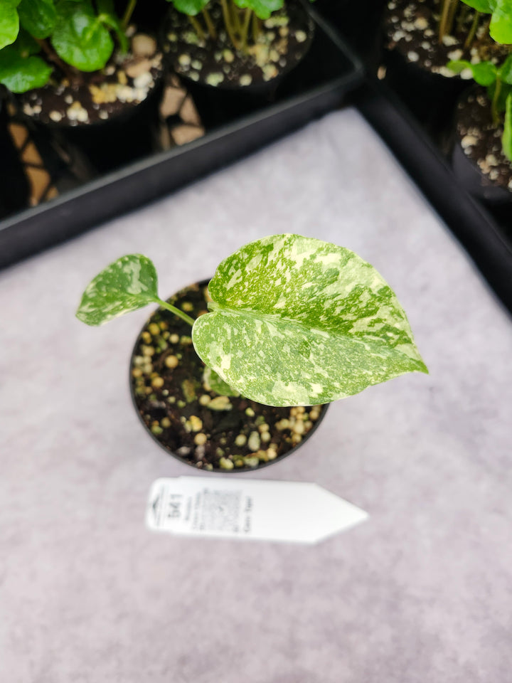 Monstera Cream Cheese (3in)- 541