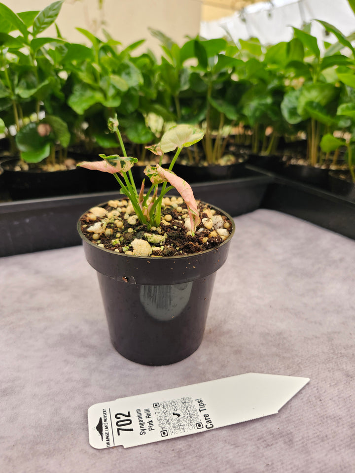 Syngonium Pink Rolli (3in)- 702