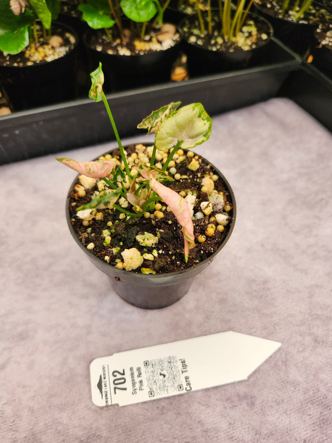 Syngonium Pink Rolli (3in)- 702