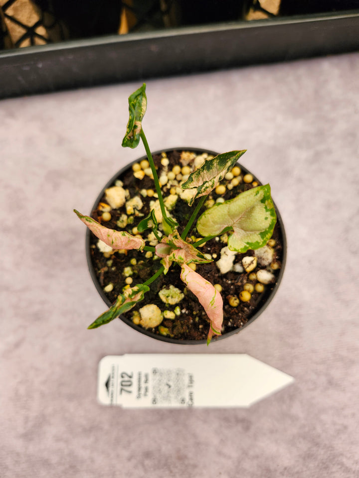 Syngonium Pink Rolli (3in)- 702