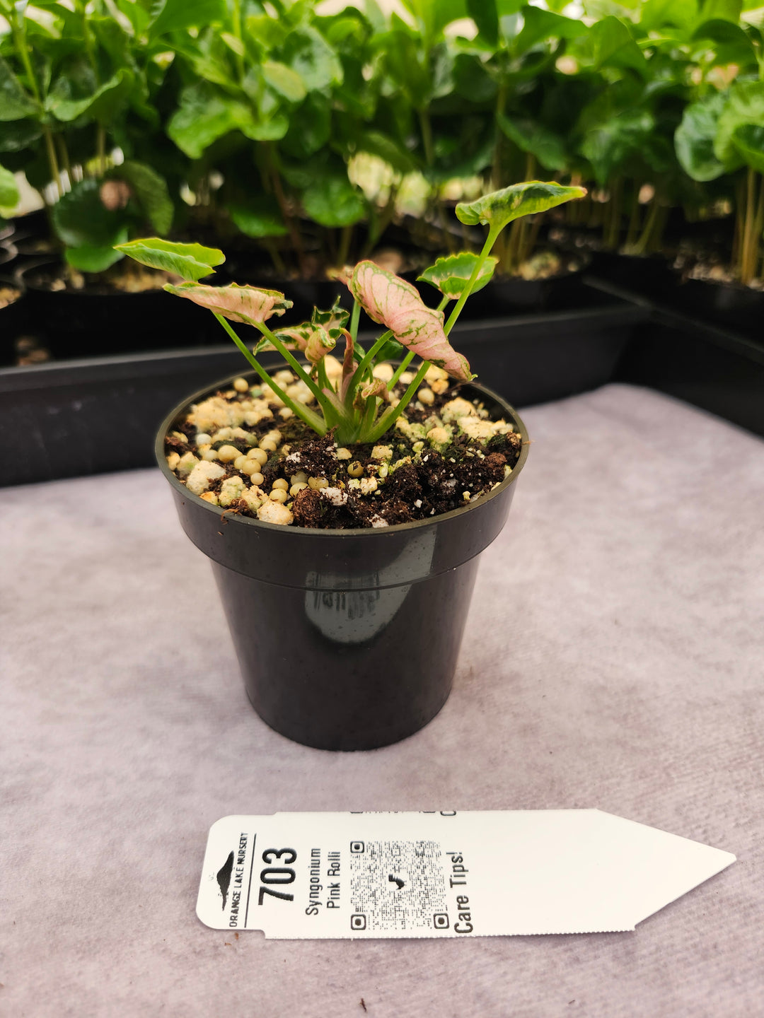 Syngonium Pink Rolli (3in)- 703